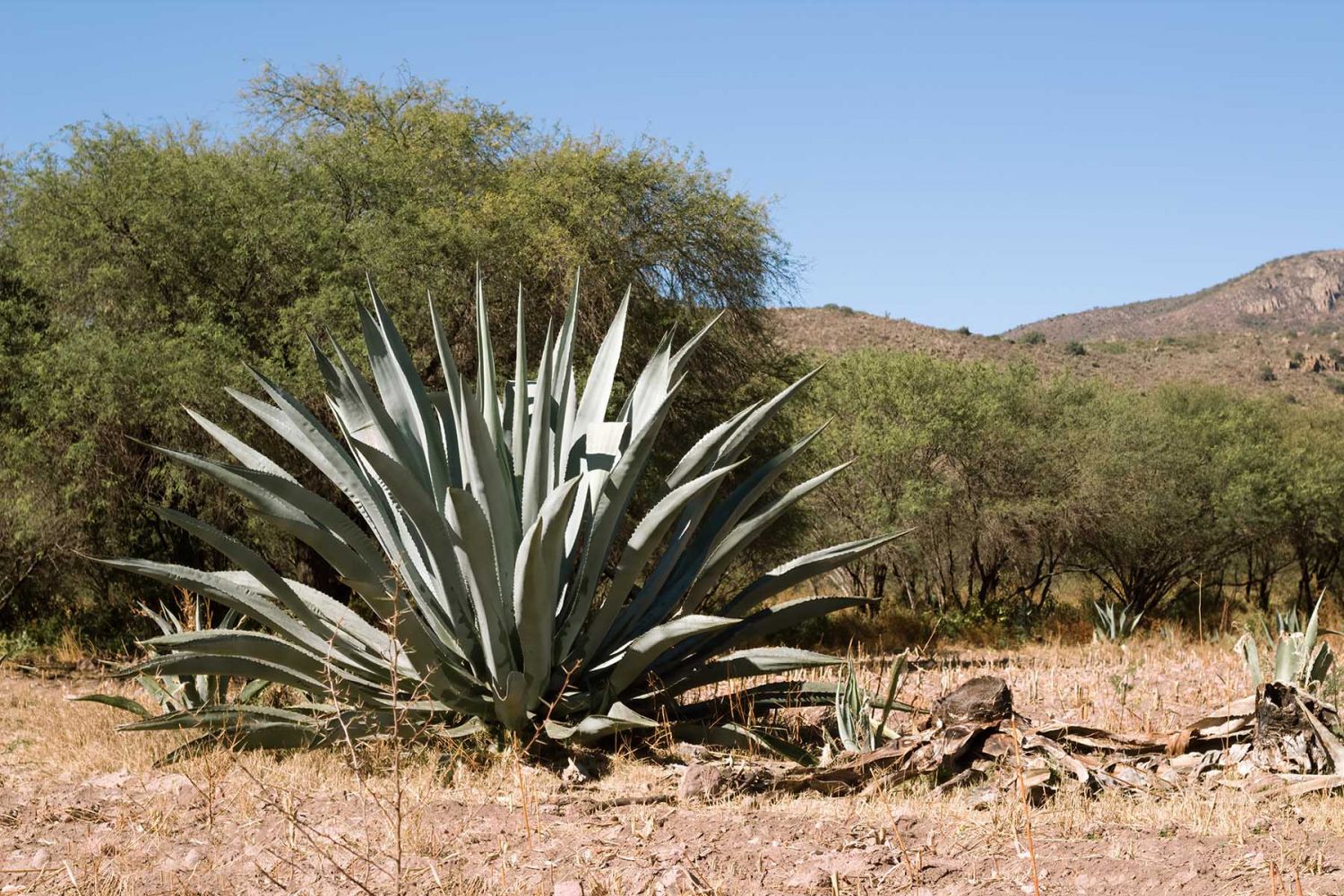 Tratan De Hacer Conciencia Sobre La Extinción Del Agave Mezcalero Uag